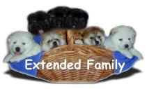Click to meet members of our extended family