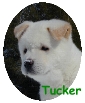 Click to meet Tucker